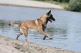 MALINOIS 489